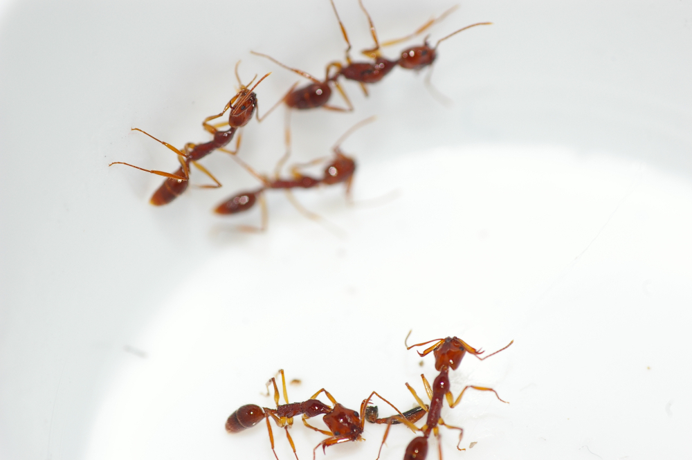ANTDEALER Ameisenshop *buy ants* Ameisen kaufen, Ameisenfarm,  Ameisenkolonie, Ameisenkönigin - Ameisen kaufen, Ameisenfarm, Ameisen,  Ameisenkolonie, Ameisen halten, Ameisenforum, Ameisenwebcam, Ameisencam,  Lasius niger, Messor barbarus, Myrmica rubra